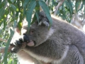 011 Koala Conservation Centre
