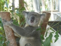 055 Koala